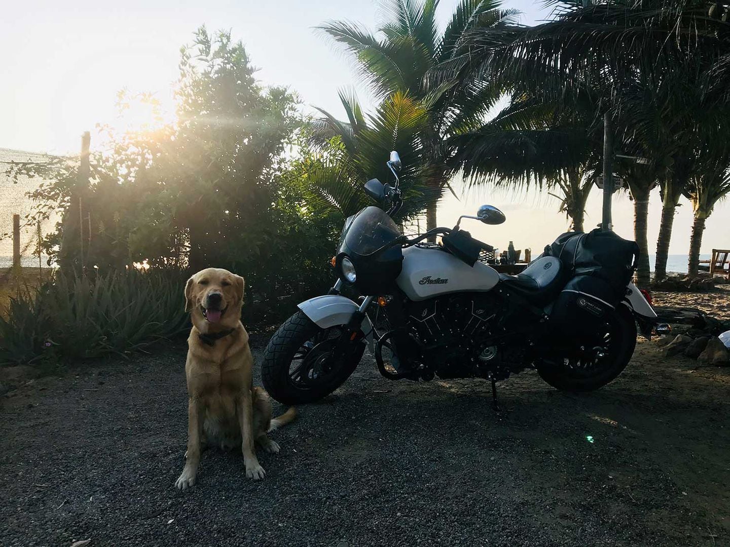 How To Avoid Being Attacked By A Dog On A Motorcycle Motorcyclist