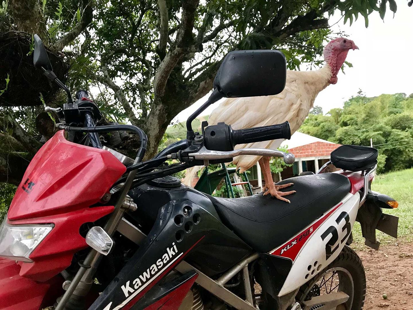 Why Do Dogs Bark At Wheels