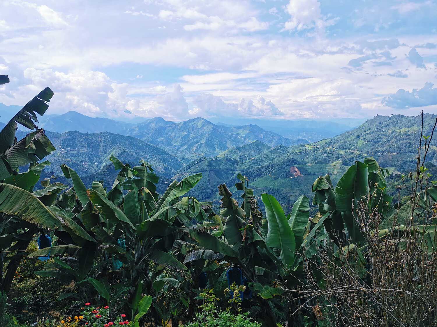 Simultaneously discovering the coffee-growing region in Antioquia, Colombia, and just how deep my reliance on technology runs.