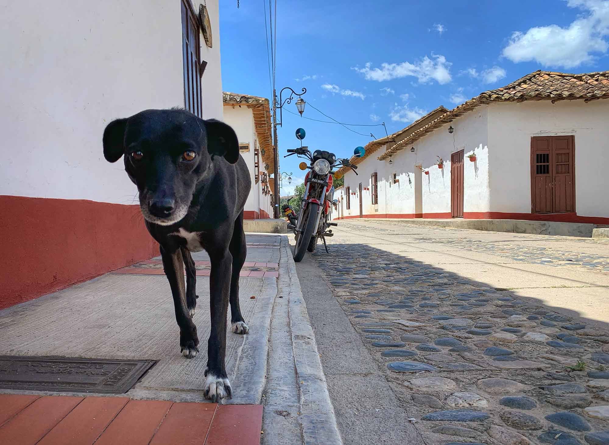They call her “La Negra.” This dog followed me around all day, into cafes and restaurants, up the mountain to the viewpoint, and back to my guesthouse. She is loved by the whole town.